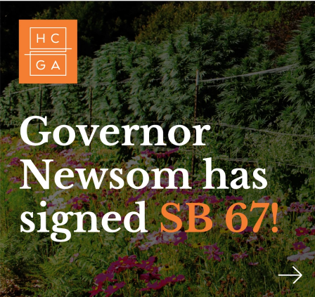Read more about the article Governor Newsom Makes Cannabis Terroir Program Official With SB 67 Signing